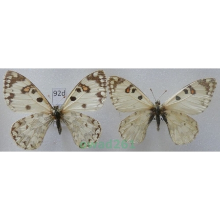 Hypermnestra helios Nickerl, 1846 pair Uzbekistan92d